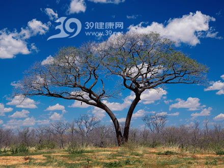 为“婚姻”种一棵树