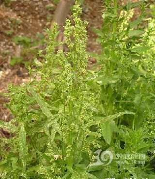 “性”感肌肉男的食物:菠菜