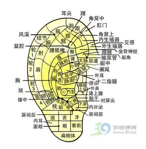 耳穴健耳效果好