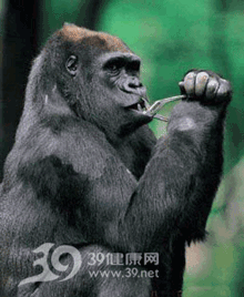 拔牙小心掉好牙